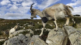 FOTO: Kawanan Kambing Irlandia untuk Redam Kebakaran Hutan