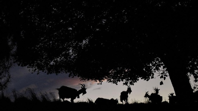 FOTO: Kawanan Kambing Irlandia untuk Redam Kebakaran Hutan