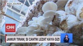 VIDEO: Jamur Tiram, Si Cantik Lezat Kaya Gizi
