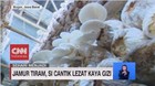 VIDEO: Jamur Tiram, Si Cantik Lezat Kaya Gizi