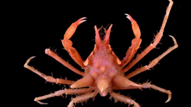 BRIN melalui Ekspedisi Keanekaragaman Hayati SJADES menemukan 27 spesies seperti ikan, kepiting, bintang laut, kerang dan cacing laut.