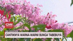 VIDEO: Cantiknya Warna-Warni Bunga Tabebuya