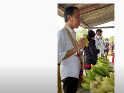 Jokowi Jajan Jagung di Pinggir Jalan Bareng Puan dan Mentan