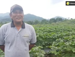 Kenken Wiro Sableng Kini Sibuk Bertani Sayur dan Buah di Bogor