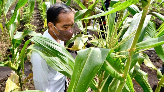 Siap-Siap Harga Jagung Hingga Gabah Mau Naik Jadi Segini