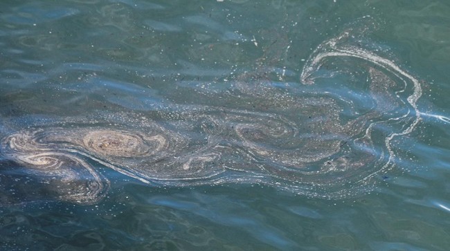 Tumpahan sekitar 480 liter minyak di California, Amerika Serikat, mencemari laut hingga menyebabkan ikan dan burung mati berserakan di pantai.