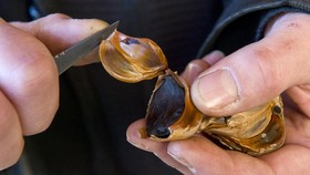7 Manfaat Bawang Hitam yang Wajib Diketahui