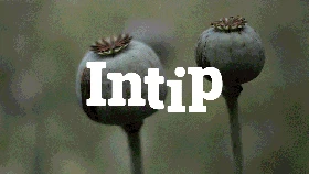 INTIP: Fakta Jerat Opium Afghanistan dan Ujian Taliban
