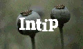 INTIP: Fakta Jerat Opium Afghanistan dan Ujian Taliban
