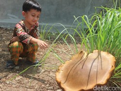 Jamur Raksasa Gegerkan Warga Cicalengka Bandung