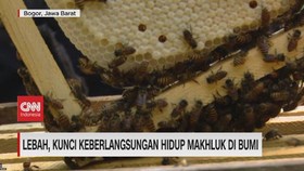 VIDEO: Lebah, Kunci Keberlangsungan Hidup Makhluk Bumi