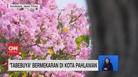 VIDEO: 'Tabebuya' Bermekaran di Kota Pahlawan