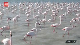 VIDEO: Kawanan Flamingo Sambut Musim Gugur