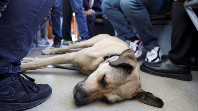 Bisnis perdagangan untuk dikonsumsi di daerah Sukoharjo, Jawa Tengah biasanya setiap hari memotong 30 ekor anjing.