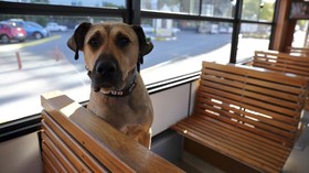 Kisah Anjing Jalanan di Turki yang Hobi Naik Kereta dan Feri