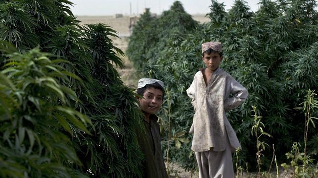 Marijuana is the mainstay of the Taliban in Afghanistan besides opium