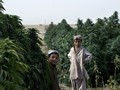 Ganja Jadi Andalan Taliban di Afghanistan Selain Opium