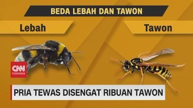 VIDEO: Pria Tewas Disengat Ribuan Tawon