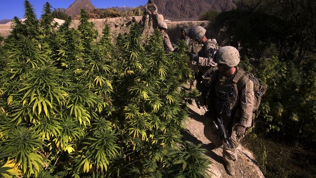 Sejumlah kelompok di Taliban memiliki komoditas andalan selain opium, yakni cannabis atau ganja, di Afghanistan.