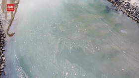 VIDEO: Tumpahan Minyak California Buat Ikan dan Burung Mati