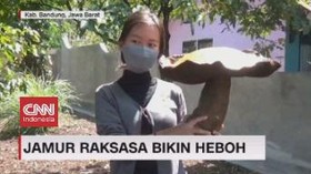 VIDEO: Heboh Jamur Raksasa dan Pohon Kelapa Bercabang 8