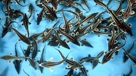 FOTO: Panen Kaviar, Telur Ikan Seharga Rp280 Juta/Kg