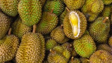 Istimewanya Durian Vulkanik, Waiting List Dulu Setahun Kalau Mau Icip