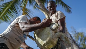 FOTO: Kisah Penyelamatan Penyu yang Terancam Punah di Kenya