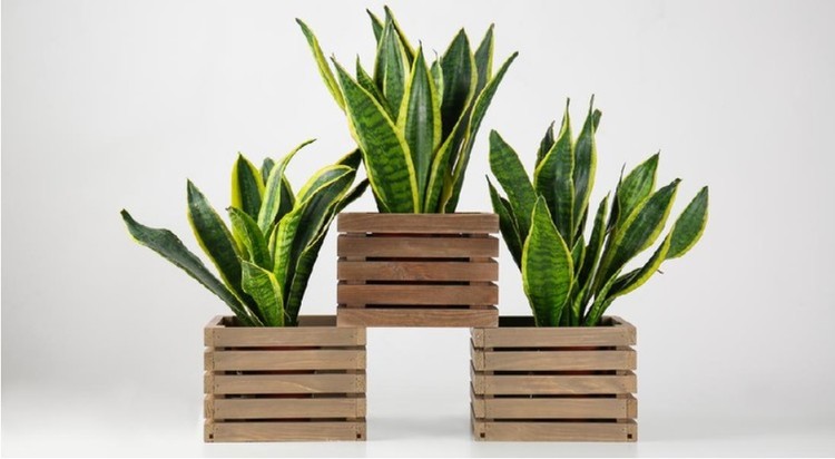 Liday buaya (aloe vera) kerap digunakan sebagai bahan alami untuk kesehatan kulit. Tapi benarkah manfaat lidah buaya juga berlaku bagi kesehatan seks?