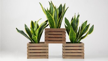BAHAN HERBAL YANG DISEBUT ATASI DISFUNGSI EREKSI