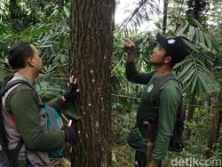 Macan di TNGC Tepergok Warga Muncul di Kebun Jagung