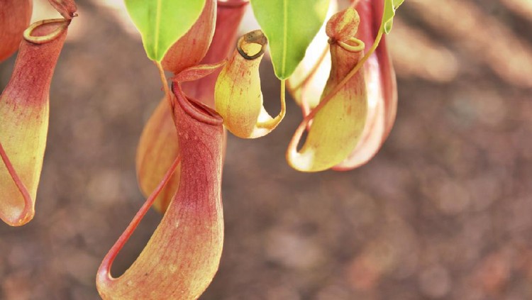 Tanaman Pemakan Serangga Kantong Semar HDR photograph of some pitchers from a tropical pitcher plant. I believe this may be Nepenthes ventrata (ventricosa and alata hybrid).