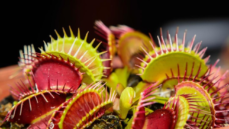 Ornamental plants on background