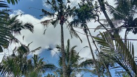 1 Jam Tak Juga Turun, Pria di Bali Meninggal di Pohon Kelapa