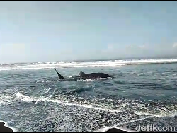 Penyebab Hiu Tutul Terdampar di Pantai Drajid Lumajang
