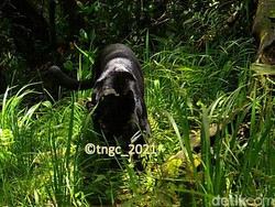 Penampakan Slamet Ramadhan, Macan Tutul Penjaga Gunung Ciremai