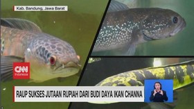 VIDEO: Raup Sukses Jutaan Rupiah Dari Budi Daya Ikan Channa