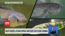 VIDEO: Raup Sukses Jutaan Rupiah Dari Budi Daya Ikan Channa