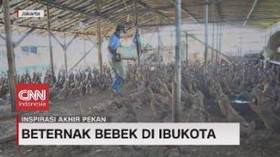 VIDEO: Beternak Bebek di Ibukota