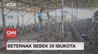 VIDEO: Beternak Bebek di Ibukota