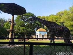 Kebun Binatang Surabaya Dapat 7 Ribu Pengunjung dalam Sepekan