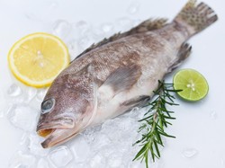 5 Ikan dengan Wujud Seram tapi Rasanya Menggiurkan