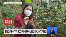 VIDEO: Sehari Menjadi Petani Kopi