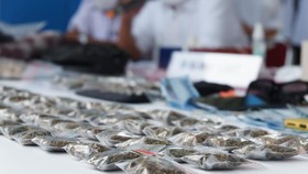 Gerebek Kampus, BNNP Sebut 4 Bulan Ganja Beredar di USU