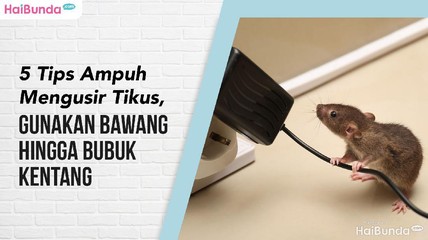 Detik Network