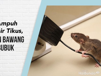 5 Tips Ampuh Mengusir Tikus, Gunakan Bawang Hingga Bubuk Kentang