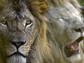 FOTO: Semarak Satwa di Taman Safari Serambi Mekkah