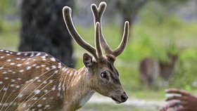 Rusa di New York Terinfeksi Omicron, Ahli Khawatir Muncul Varian Baru