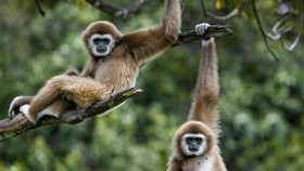Fakta Owa Hamil di Kebun Binatang Jepang, Ternyata Gara-gara Lubang