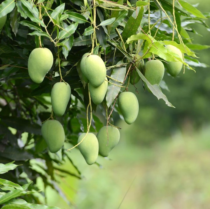 Cara Menaman Pohon Mangga, Tanaman Buah Ini Butuh Cahaya Penuh Bun